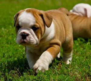 EnglishBulldogPuppiesforsale